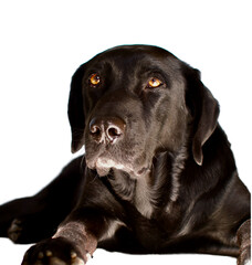 Fototapeta premium Portrait of a black labrador dog lying and looking at camera with confidence and love on a white background. The focus is on his eyes only.