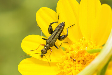 Yellow-Legged Thick-Legged Flower Beetle on a yellow flower, Oedemera Flavipes