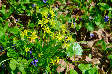 Yellow star-of-Bethlehem for the common European species, Gagea lutea.
