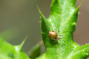 Selective focus on bloated aphid mummy