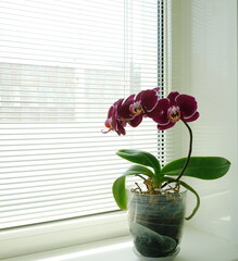 Blooming purple colored orchid flower on the windowsill. Phalaenopsis (Floriclone Fancy Fire) in a pot on the background of the blinds. Tropical house flowers.	