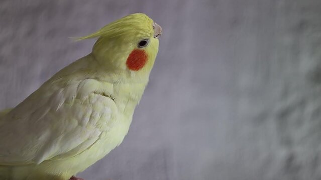 Yellow cockatiel parrot.Cute cockatiel.Home pet parrot.The best cockatiel.Beautiful photo of a bird. Ornithology.Funny parrot.Cockatiel parrot.
Home pet yellow bird.Beautiful feathers.Love for animals