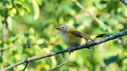 Selective focus on female American Redstart perched on a branch, Setophaga Ruticilla
