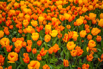 Red and orange tulip field like nature background in Prague, Czech republic