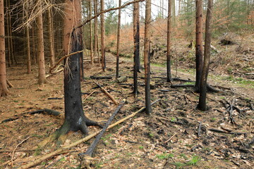 Bäume sind durch ein Feuer an der Rinde beschädigt