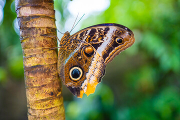 Fototapeta premium Close up of beautiful brown and blue tropical butterfly in Botanic Garden, Prague, Europe