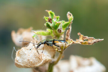 Yellow-Legged Thick-Legged Flower Beetle on a mallow plant, Oedemera Flavipes