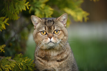 Naklejka na ściany i meble close up portrait of a british shorthair cat outdoors