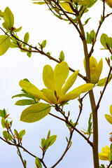 Yellow magnolias on branches with green leaves against