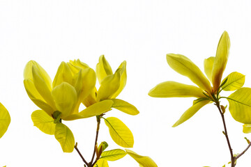 Fototapeta na wymiar Yellow magnolia flowers. White background.