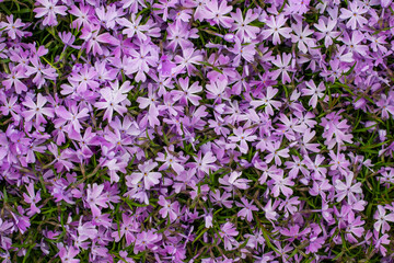 Fototapeta premium Small purple flowers. Poster concept. Flat lay