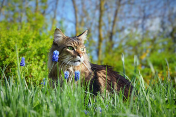 Naklejka na ściany i meble A beautiful Maine Coon cat walks in the garden in flowers