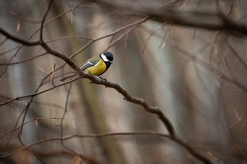 Colorful great tit, parus major, sitting on branch in spring nature. Yellow and blue bird resting on tree in forest in springtime. Little songbird looking from twig.