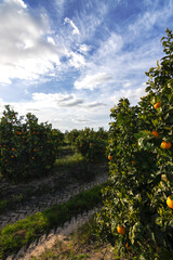 Orange citrus groves with rows of orange trees, Huelva, Spain. Orange fruit, juicy and refreshing. Vitamin C in each segment. Citrus flavor that awakens the palate. Natural energy and antioxidants.