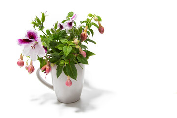 White and purple hibiscus with green leaves background. Isolated on a white background. Exotic flower, hibiscus enchants with its color and fragrance. A botanical jewel that captivates the senses.