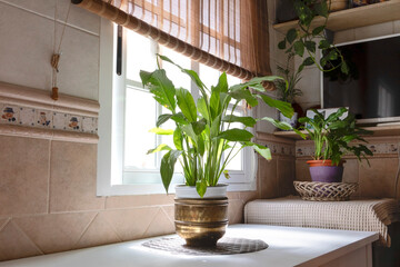 A current and bright kitchen, decorated with plants. Lifestyle concept.