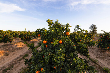 Orange citrus groves with rows of orange trees, Huelva, Spain. Orange fruit, juicy and refreshing....