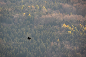 Common raven, corvus corax, flying over the green mountains in autumn. Dark bird hoverig in the sky above the forest. Black feathered animal in flight in colorful nature.