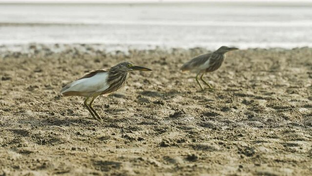 Birds walking on the ocean beach sand