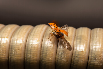 Marienkäfer hebt ab