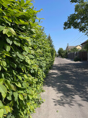 fence in the yard made of green plants