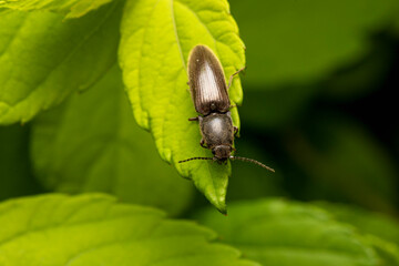 Rotbauchiger Laubschnellkäfer Athous haemorrhoidalis auf Blatt makro