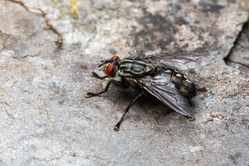 Graue Fleischfliege Sacrophaga carnaria auf Stein makro