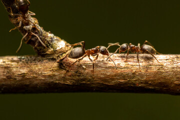 Zwei Ameisen begegnen sich auf Ast makro - 605754881
