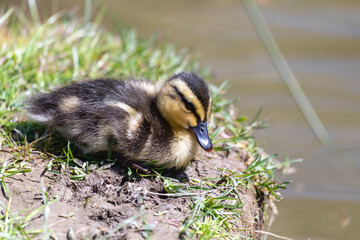 Entenküken auf Wiese am Teich
