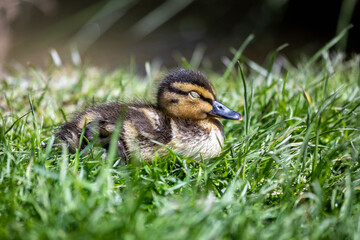 Müde Entenküken machen die Augen zu