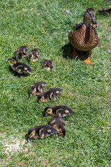 Entenfamilie am Teich