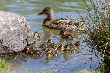 Entenfamilie am Teich