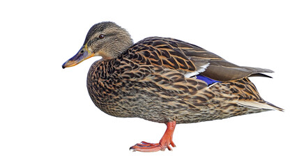  duck - mallard duck - female isolated on clear background	