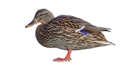 duck - mallard duck - female isolated on clear background	