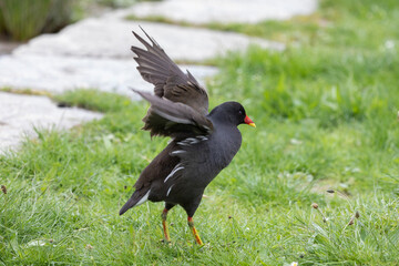 Teichhuhn Teichralle auf Wiese Portrtait