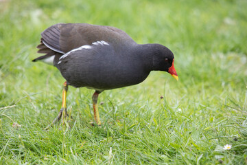 Teichhuhn Teichralle auf Wiese Portrtait