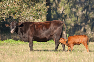 Commercial beef calf nursing on cow