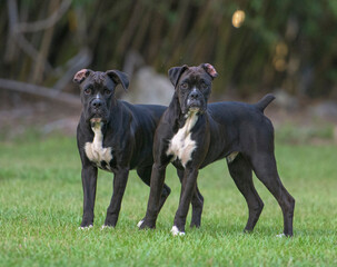 A pair of 9 month old male juvenile Boxer dog siblings look at us alertly

