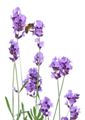 Gordijnen Abeille sur une fleur de lavande  © hcast