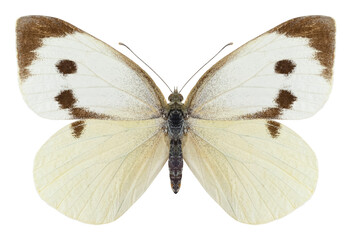 Papillon pieride des choux © hcast