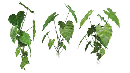 Various Philodendrons on Transparent Background © jomphon