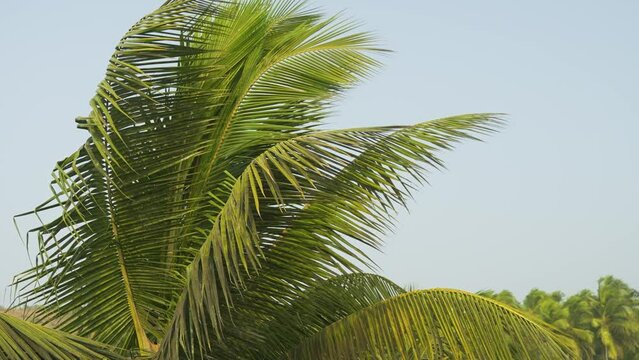 Coconut palm leaves bending in the wind against the sky