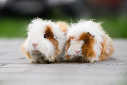 two adorable guinea pigs portrait outdoors together