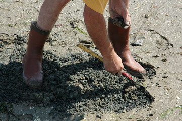 Pêche à pied, palourde; ruditapes decussatus, Passage du Gois, baie de Bourgneuf, Vendée, 85, France