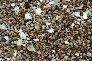 coquillages; bigorneaux; bord de mer