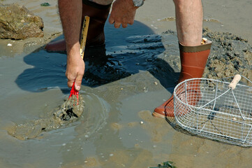 Pêche à pied, palourde; ruditapes decussatus, Passage du Gois, baie de Bourgneuf, Vendée, 85,...
