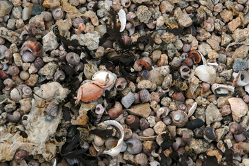 crabe; coquillages; bigorneaux; bord de mer