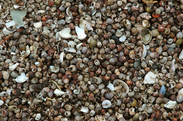 coquillages; bigorneaux; bord de mer