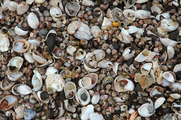coquillages; bigorneaux; bord de mer