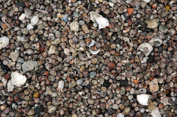 coquillages; bigorneaux; bord de mer